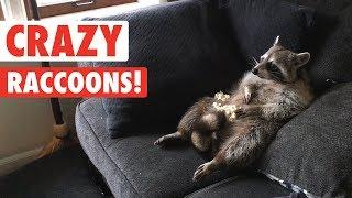 Raccoons Are Just Weird Cats | Crazy Raccoon Compilation 2017