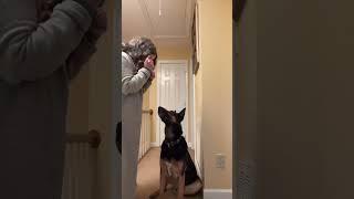 WAIT TIL YOU SEE HIS REACTION..!!  | Lynnrazz #youtubeshorts #dog #doglover #funnyshorts