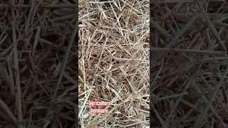 #irrigation #farming #farmers #landwirtschaft #nature #ackerbau #creator #shorts #ziraat #europe
