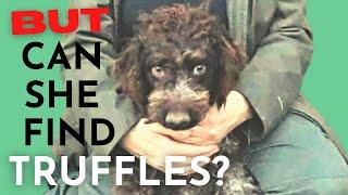 How Lagotto Truffle Training  REALLY works