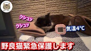 【野良猫食堂】極寒の夜玄関から離れないモフモフの可愛い野良猫ピンチ！