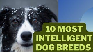 10 Most Intelligent Dog Breeds in the World. #intelligentdogs #dogs #susankamaru