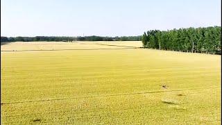 在希望的田野上·三夏时节 主产区迎丰收