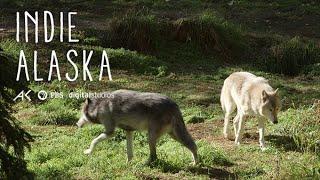 Working with Alaska's Wolfpack  | INDIE ALASKA