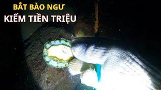 Lặn Biển Bắt Bào Ngư Đắt Giá Kiếm Tiền Triệu Mỗi Đêm