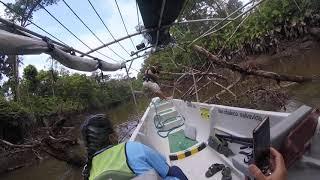 Amazon Rainforest Canoe Cruising over logs on Piranha River 8-10-21