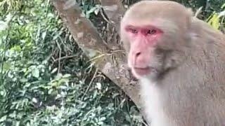 Josie Ambo is live!Monkeys at The Hiking Trail