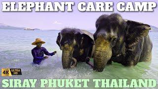 ELEPHANT CARE CAMP AT SIRAY PHUKET THAILAND - FULL TOUR - AMAZING EXPERIENCE - 4K - 2024