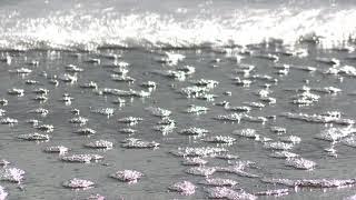 Landscape Ocean Isle Beach OIB