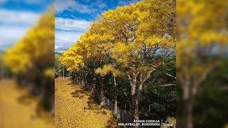 BP: Golden trumpet trees sa Malaybalay, in full bloom