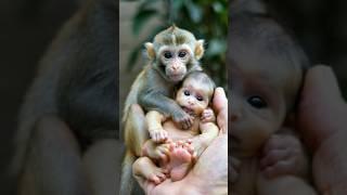 Cute Monkey holding cute baby#babymonky #babyanimal #monkeybabby #babymonkey#monkeys #animals#monkey