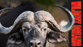 Double Down Cape Buffalo Hunt in Dande