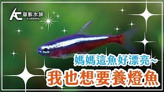 一閃一閃亮晶晶，魚缸中閃亮魚種大解密。｜AC草影水族