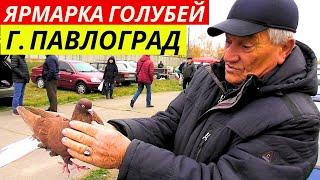 ЯРМАРКА ГОЛУБЕЙ г.Павлоград 09.11.2024 Цены  Продажа  Голуби ▶ 1-я часть