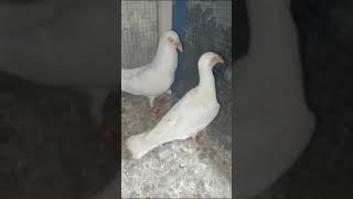 white English Carrier pigeon breader pair #englishcarrier #pigeon