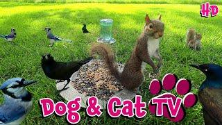 Pet Enrichment: 10 Hours - | Cat TV | Dog TV | Birds & Squirrels ️ | Entertainment for Dogs & Cats