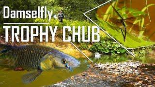 TROPHY CHUBS ON DAMSELFLY  |  FLYFISHING IN SLOVAKIA