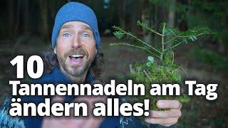 Was du nicht über deinen Tannenbaum weißt: So nutzt du die Heilkraft der Tanne