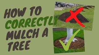 How to CORRECTLY Mulch a Tree