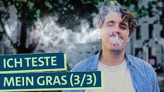 Wie gut ist mein Gras? Selbstexperiment Cannabis Anbau: Was muss ich beim Konsum beachten? (3/3)