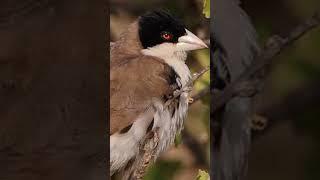 Black-capped Social-Weaver