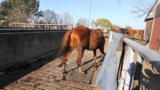 Verwaarloosde paarden in beslag genomen