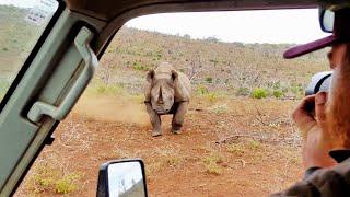 Black Rhino Charges Car