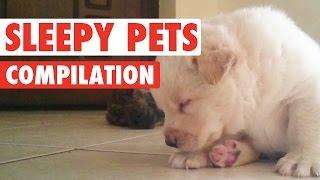 Sleepy Pets Video Compilation 2016