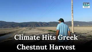 Greek Farmers Struggle as Drought Devastates Chestnut Crop | DRM News | AL1G