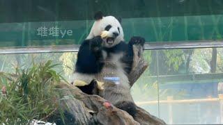 還有什麼能比雅一炫筍筍甜筒更可愛的嗎？Is there anything cuter than Panda Yayi eating bamboo shoots cones?