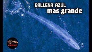 BALLENA AZUL: La ballena mas grande del mundo