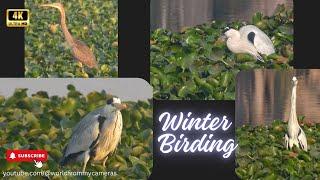 Winter Birding | A must-see for nature enthusiasts | #wildbirdphotography #wildbirds