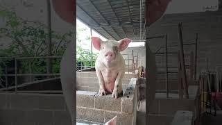 Pigs animals are eating feed in farm show #pig #pigeon #piggy #Pigs #pigment #PigsOfInstagram #funny