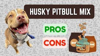 HUSKY PITBULL MIX: Pitsky Pro's & Con's!