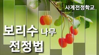 보리수나무 전정방법 #27사계전정학교