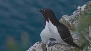 A Day in the Life of RSPB Bempton Cliffs Reserve