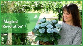 Longest Blooming Hydrangea: 'Magical Revolution' for 150 Days!