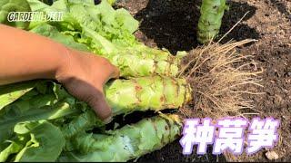 【种莴笋】 怎样种出又大又粗的莴笋 how to grow Celtuce