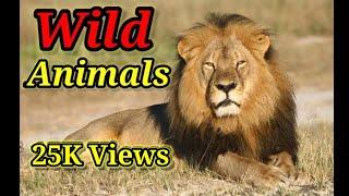 Wild Animals | Class 2 EVS: Wild Animals | Wild animal for kids - English