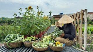 Harvesting eggplants, bitter melon, cucumber, snake gourd, orka, corn #gardening