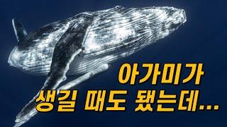 고래에겐 왜 아가미가 진화하지 않았을까?｜물에 산 지 4,800만 년이나 됐는데...