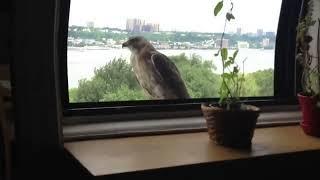 urban hawk on window ledge, part 1