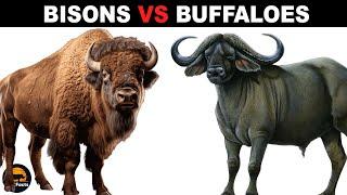 What is the Difference Between Bisons and Buffaloes?