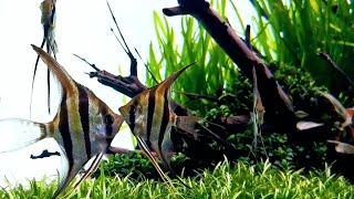 Angelfish in "Riverside" Aquascape by Alexander Paulus | beautiful pterophyllum altum