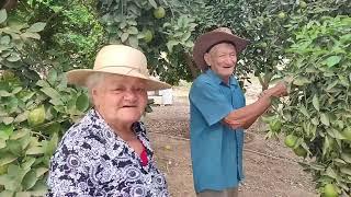 colheita de laranja com seu Manoelzinho e dona Alzira programa sertão mamoeiro e reporter matuto.