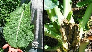 Goodbye Giant Collards, Hello Soft Rot