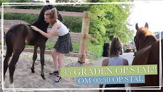 TROPENROOSTER op STAL!! + 's NACHTS de paarden BINNENHALEN || Paardzoektbaas