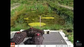 Time-laps video of initial pond ecosystem development