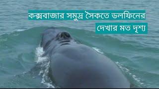 Amazing Big Dolphin in Cox's Bazar sea Beach in bangladesh