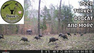 Dave's HSB January 2025 Trail Camera Highlights